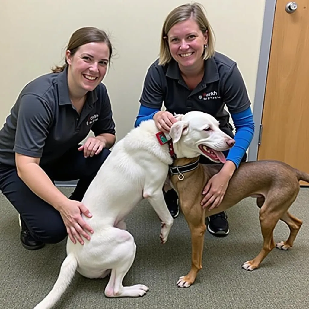 Anacortes Dog Boarding Facility 2 - Dedicated to Dog Welfare