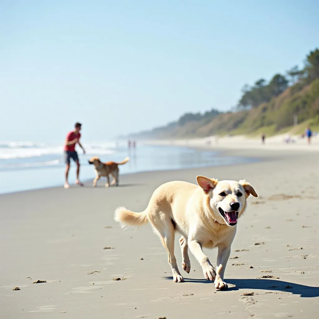 Dog-Friendly Activities in Carolina Beach