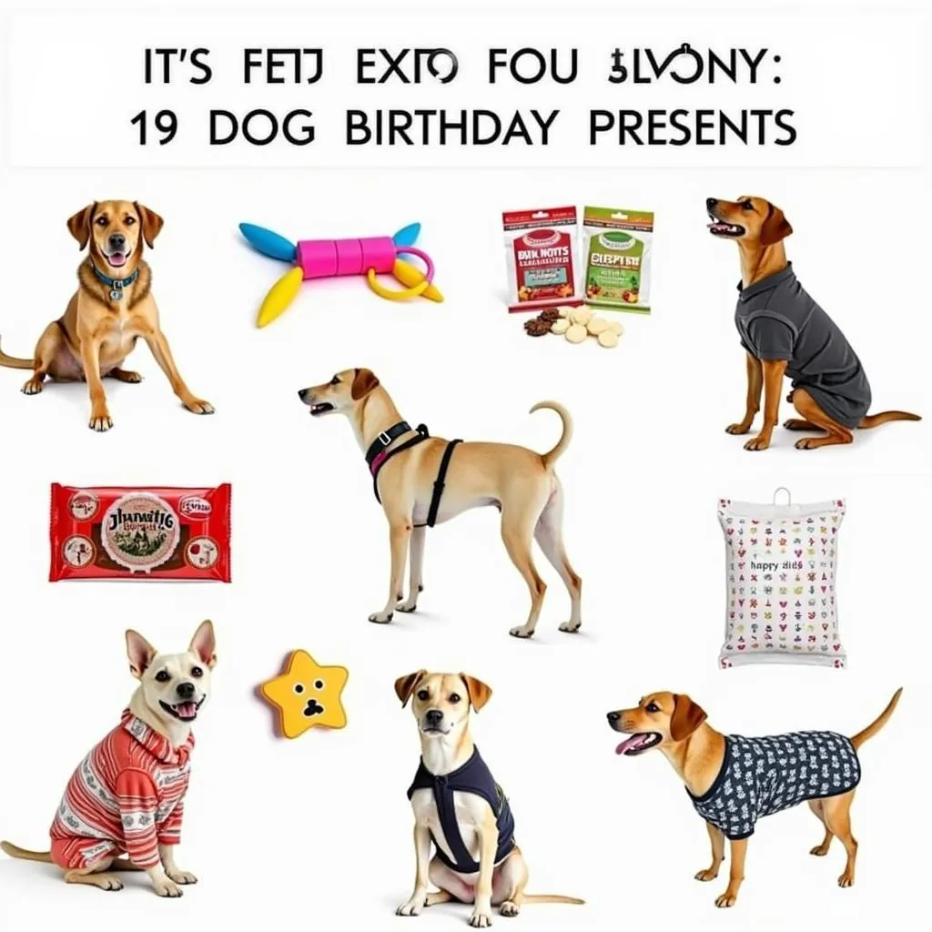 birthday-presents-for-dogs