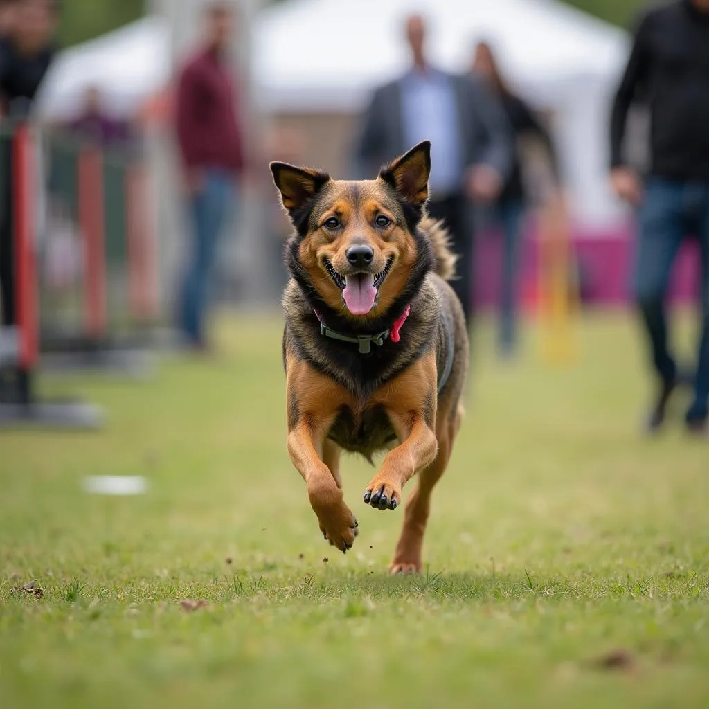 Dog Shows in Tulsa, Oklahoma