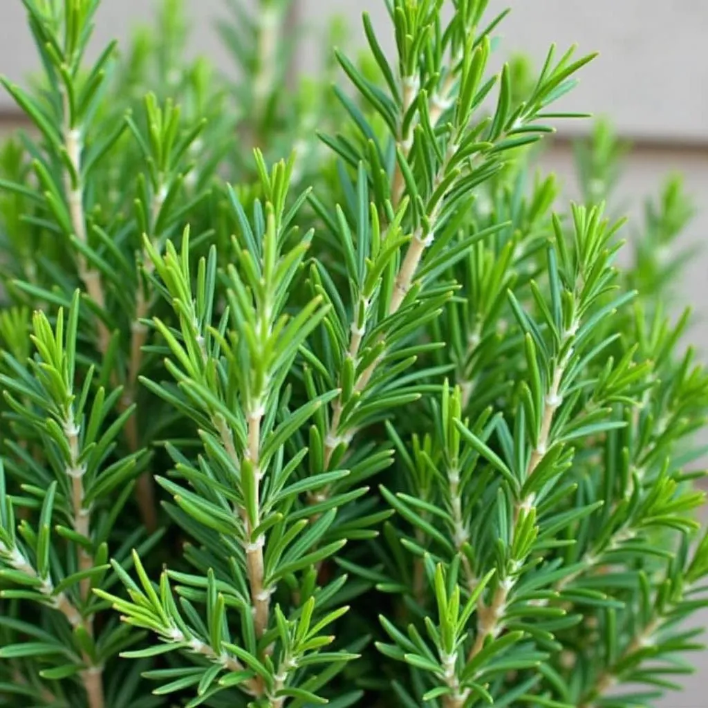 Rosemary plant for dog mosquito repellent