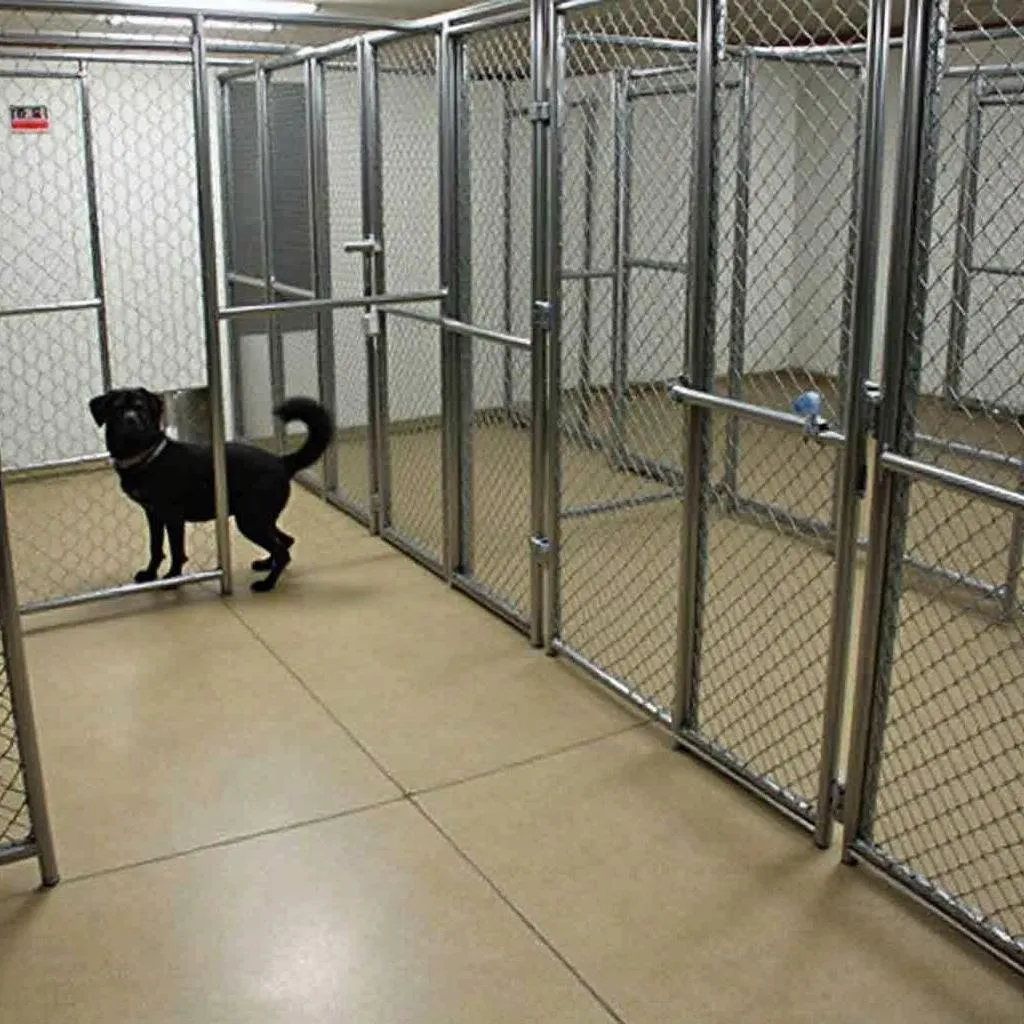 Traditional Kennels in Windsor CO: A Classic Option for Dog Boarding